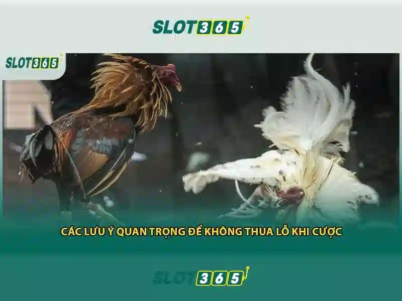 Giới thiệu về Slot365