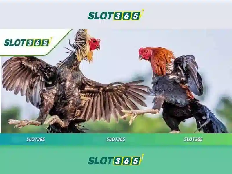 Slot365: Đánh giá và trải nghiệm casino slot trực tuyến