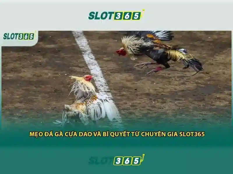Slot365 – Nền tảng slot trực tuyến đáng tin cậy tại Việt Nam