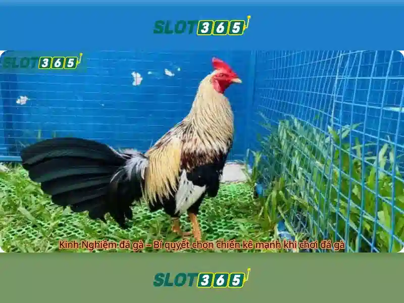 Slot365: Nền tảng slot trực tuyến đáng chú ý