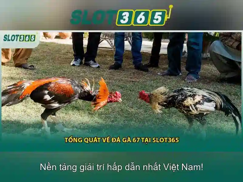 Tại sao chọn Slot365?