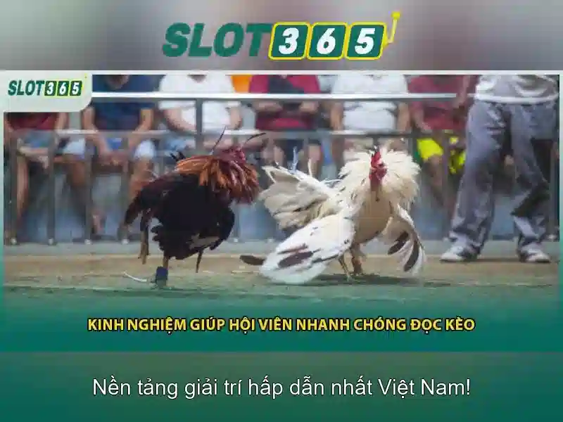 Slot365: Đánh giá nền tảng chơi slot trực tuyến uy tín