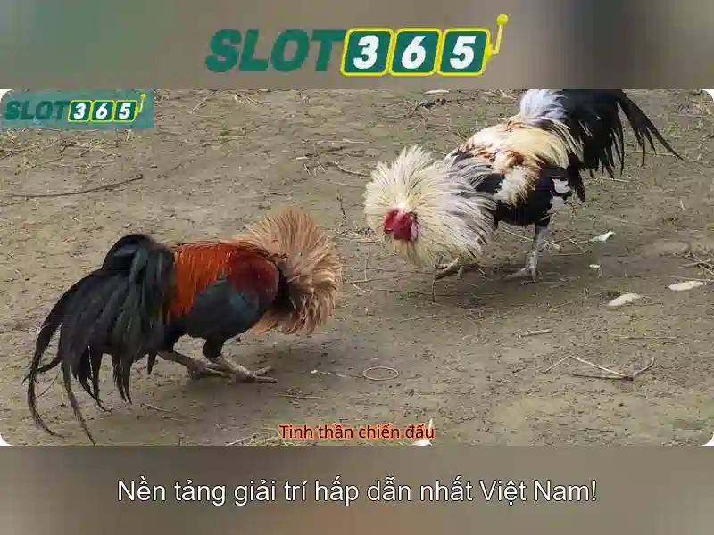 Slot365: Nền tảng slot trực tuyến uy tín